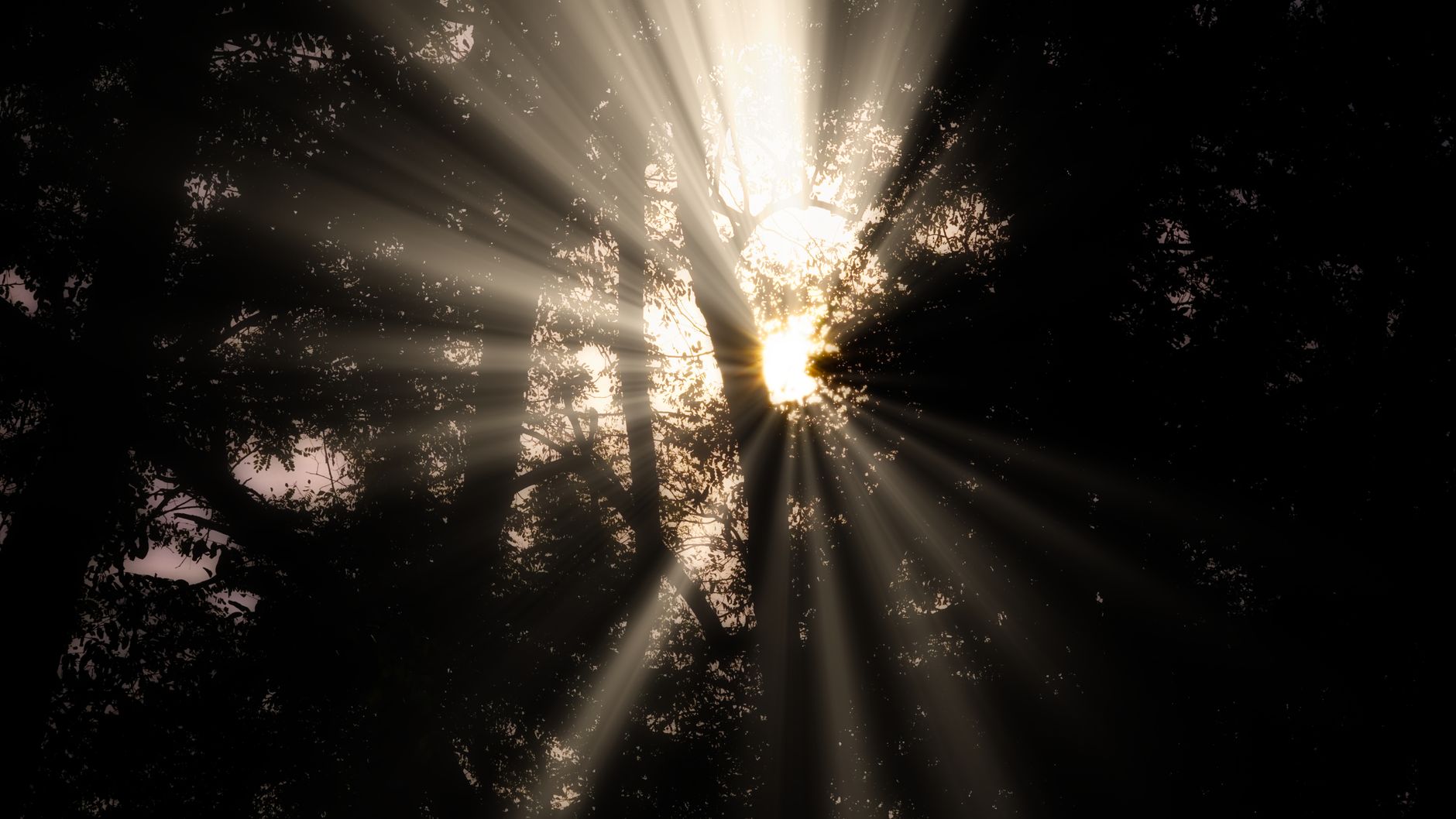 sun rays coming through trees